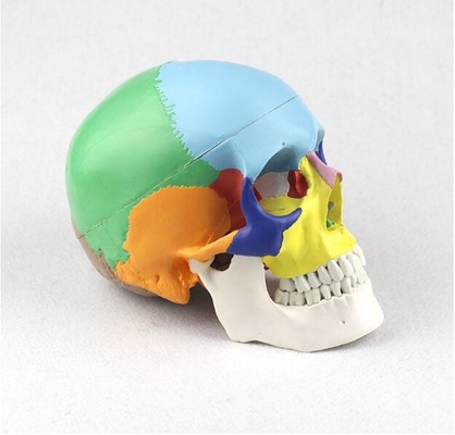 1.0 kg Life Size Human Skull Model Medical Anatomical 19x15x21cm Customized