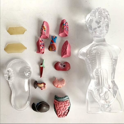 18cm Transparent Trunk Human Body Organs Model / 13 Parts Human Body Torso Model