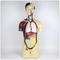 Torso Anatomy Model / 90cm Tall White Sexless Anatomical Human Torso Model