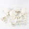Plastic Didactic Human Skull For Medical Students 22 Parts White Pcolor