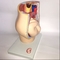 4 Parts Female Anatomical Model / Anatomical Plastic Female Pelvis Model