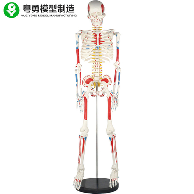 Model Kerangka Tubuh Manusia Dewasa / Model Anatomi Otot Dan Kerangka Manusia