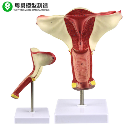 Model Anatomi Rahim Manusia / Tampilan Demonstrasi Pengajaran Model Rahim Vagina