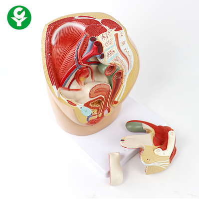 Model Anatomi Perempuan Panggul / Model Anatomi Sistem Reproduksi Wanita