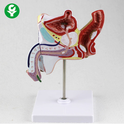 Model Bagian Tubuh Pendidikan Anatomi Sistem Pengajaran Genitourinari Sistem Urogenital