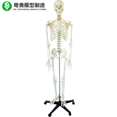 Skeleton Model Laki-laki Tulang Warna Tulang Rawan Besi Berdiri Lengan Kaki Dilepas 3 Gigi