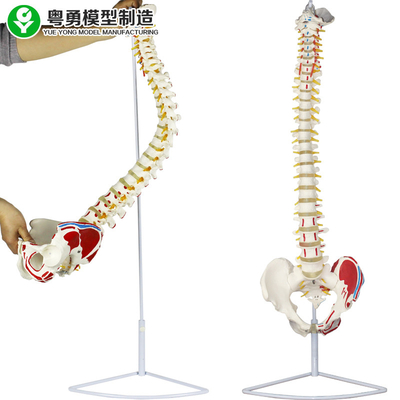 Model Tulang Belakang Medis Model Panggul Otot Titik Femur Kepala Anatomi
