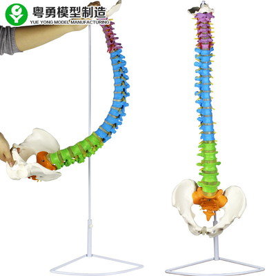 Zona Warna Panggul Tulang Belakang Model Tulang Belakang Medis Kolom Anatomi 3.5 Kg