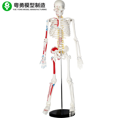 Model Kerangka Manusia Ukuran Plastik Manusia Dengan Otot 85cm 2.0 Kg Berat