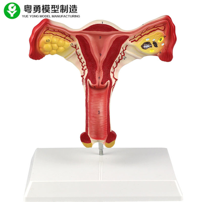 Model Anatomi Perempuan Vagina Manusia Rahim Ovarium Perempuan Belajar