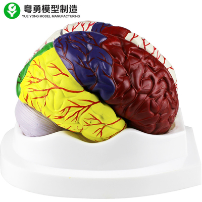 Model Anatomi Otak Manusia / Model Plastik Otak Pendidikan Bahan PVC