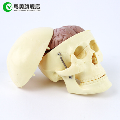 Model Tengkorak Anatomi Sedang / Tengkorak Plastik Manusia Dengan Anatomi Otak