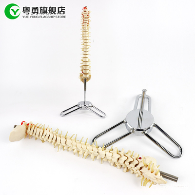 Model Kerangka Tulang Belakang Menengah / Model Anatomi Tulang Belakang Ukuran 10X38X10CM