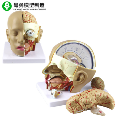 Plastik Model Tengkorak Anatomi / PVC Model Anatomi Kepala Manusia Dengan Otak