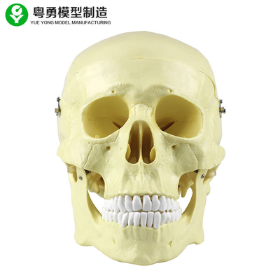 Kepala Anatomi Tengkorak Model Paket Plastik 20X14X20 Cm Tunggal Ukuran Presisi Tinggi