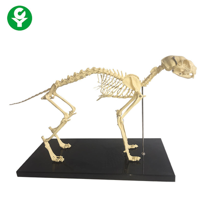 Model Anatomi Tulang Hewan Kerangka Alami / Model Kerangka Kucing Anatomi