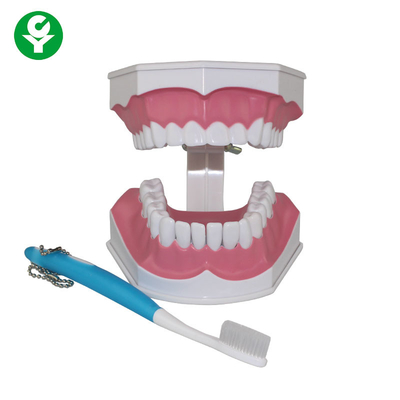 Model Gigi Manusia Untuk Siswa Gigi Peragaan Pendidikan Menyikat Gigi