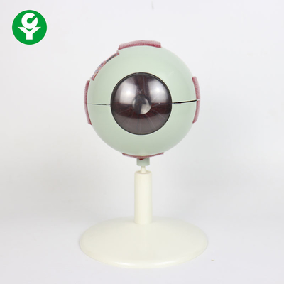 Model Anatomi Mata / Lensa Bola Mata Yang Diperbesar Lanjutan Berat 0.8 Kg