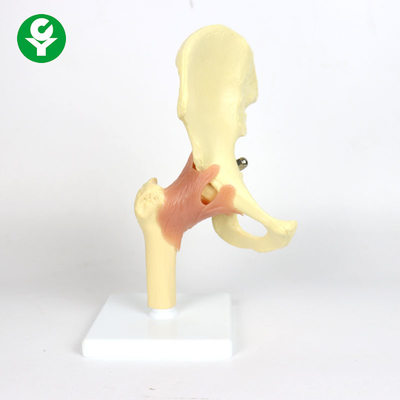 Model Sendi Hip Anatomi Plastik Untuk Mengajar 0,6 Kg Berat Kotor Tunggal