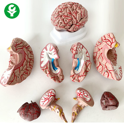 8 Bagian Model Anatomi Otak Ilmu Kedokteran Subjek Kehidupan Manusia Ukuran 1.5 Kg