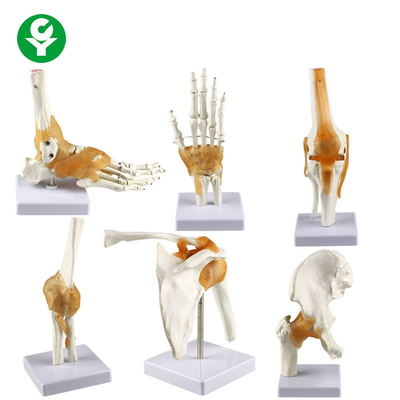 Ukuran Penuh Sendi Manusia Model / Bahu Siku Hip Lutut Kaki Sendi Tangan Model