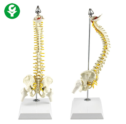 40cm Ditangguhkan Tulang Belakang Skeleton Model Cord Saraf Akar Vertebra Arteri Termasuk