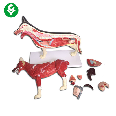 Anjing Gambar Hewan Model Anatomi Seluruh Tubuh Paru-Paru Hati Tersedia