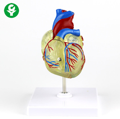 Manusia Dewasa Medis Model Jantung Plastik Transparan Untuk Demonstrasi