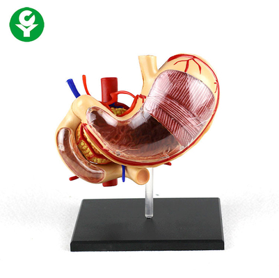 0,5 kg PVC Gastric Anatomy Organ Tubuh Manusia Model Sekolah Dukungan Removable