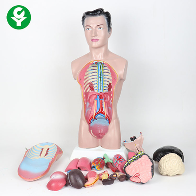 44cm Tinggi Tubuh Manusia Model / Model Anatomi Pria 3.0 Kg