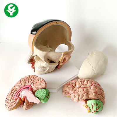 Model Anatomi Otak Struktural Paket Arteri Tengkorak Anatomi Paket 20X18X18 Cm