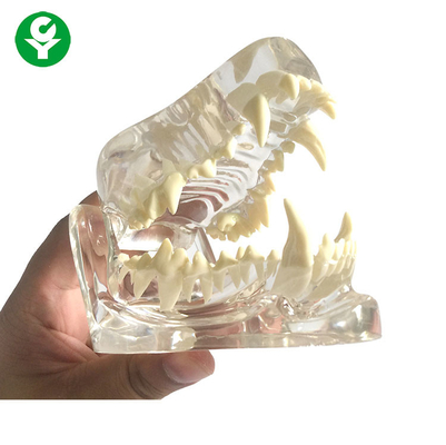 Anjing Anatomi Tengkorak Rahang Tulang Transparan / Gigi Anjing Gigi Model Bahan PVC