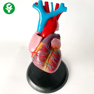 Model Organ Tubuh Manusia Anatomi / Pelatihan Jantung Model Sistem Organ Visceral